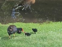Mama bird and her babies.