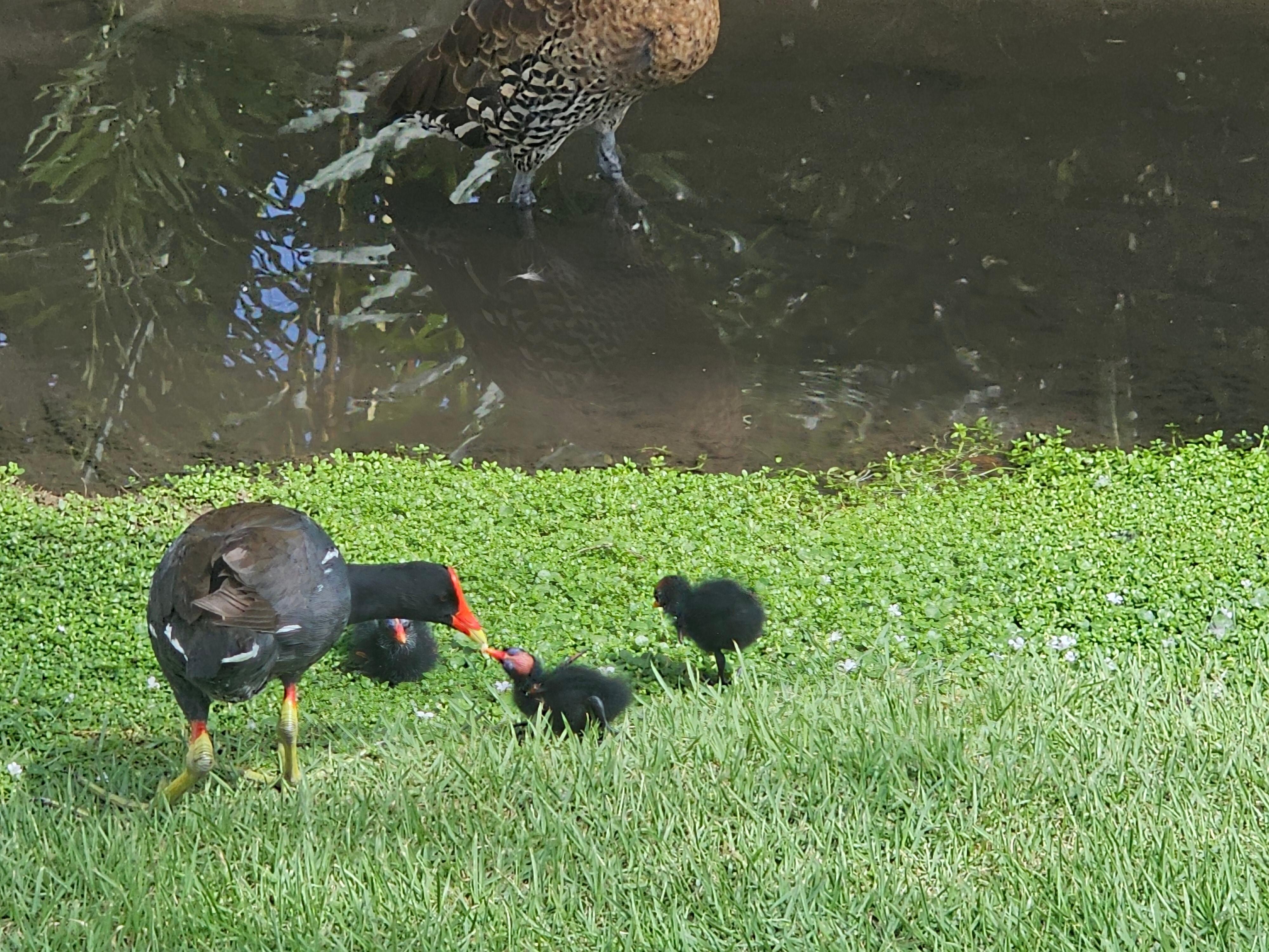 Mama bird and her babies. 