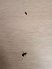 Cockroach