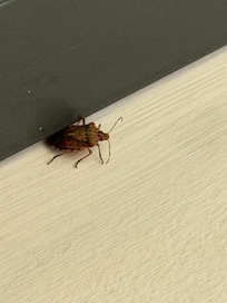 Punaise morte dans la chambre ( suite )