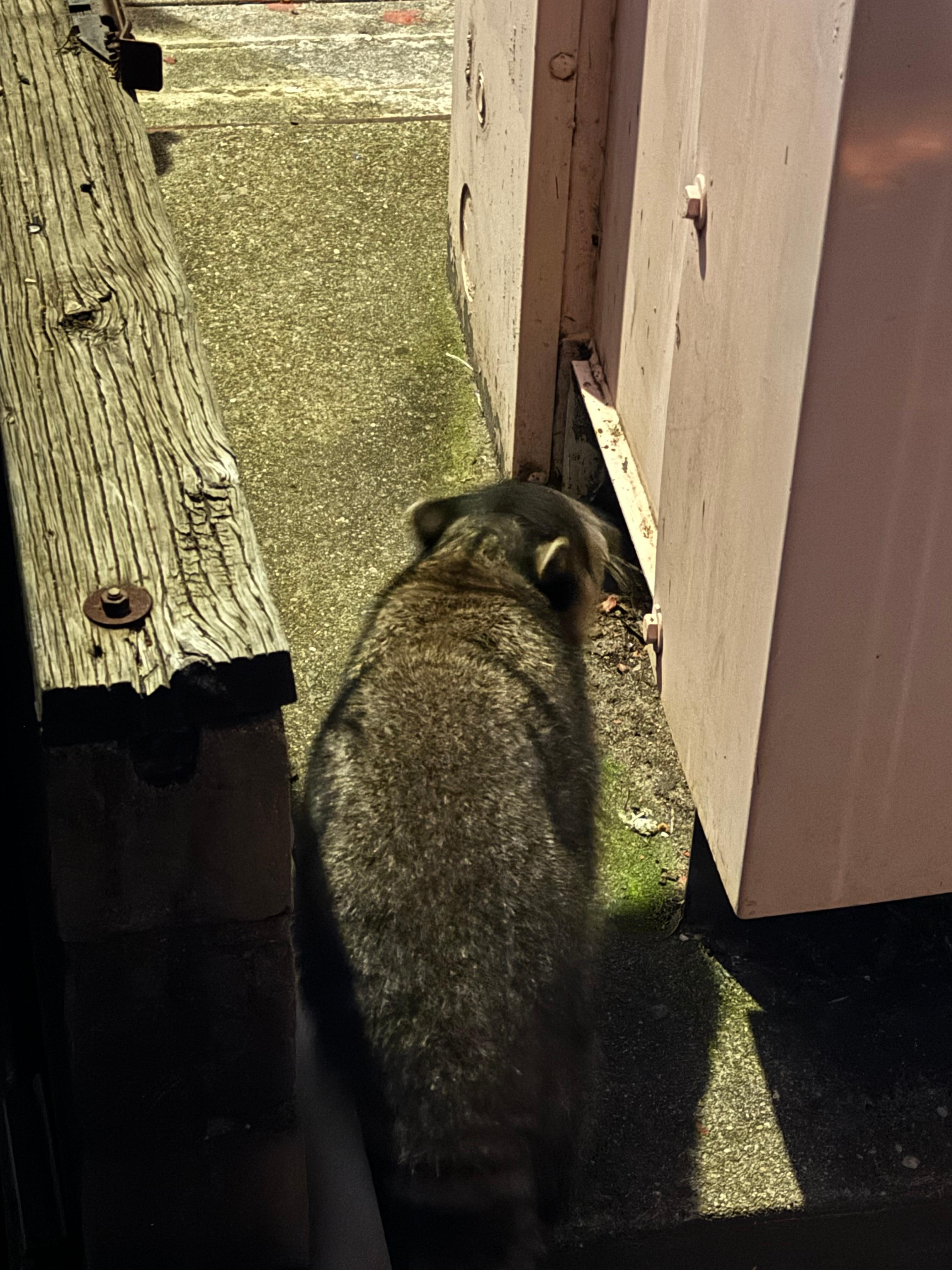 Raccoon outside the room was cute