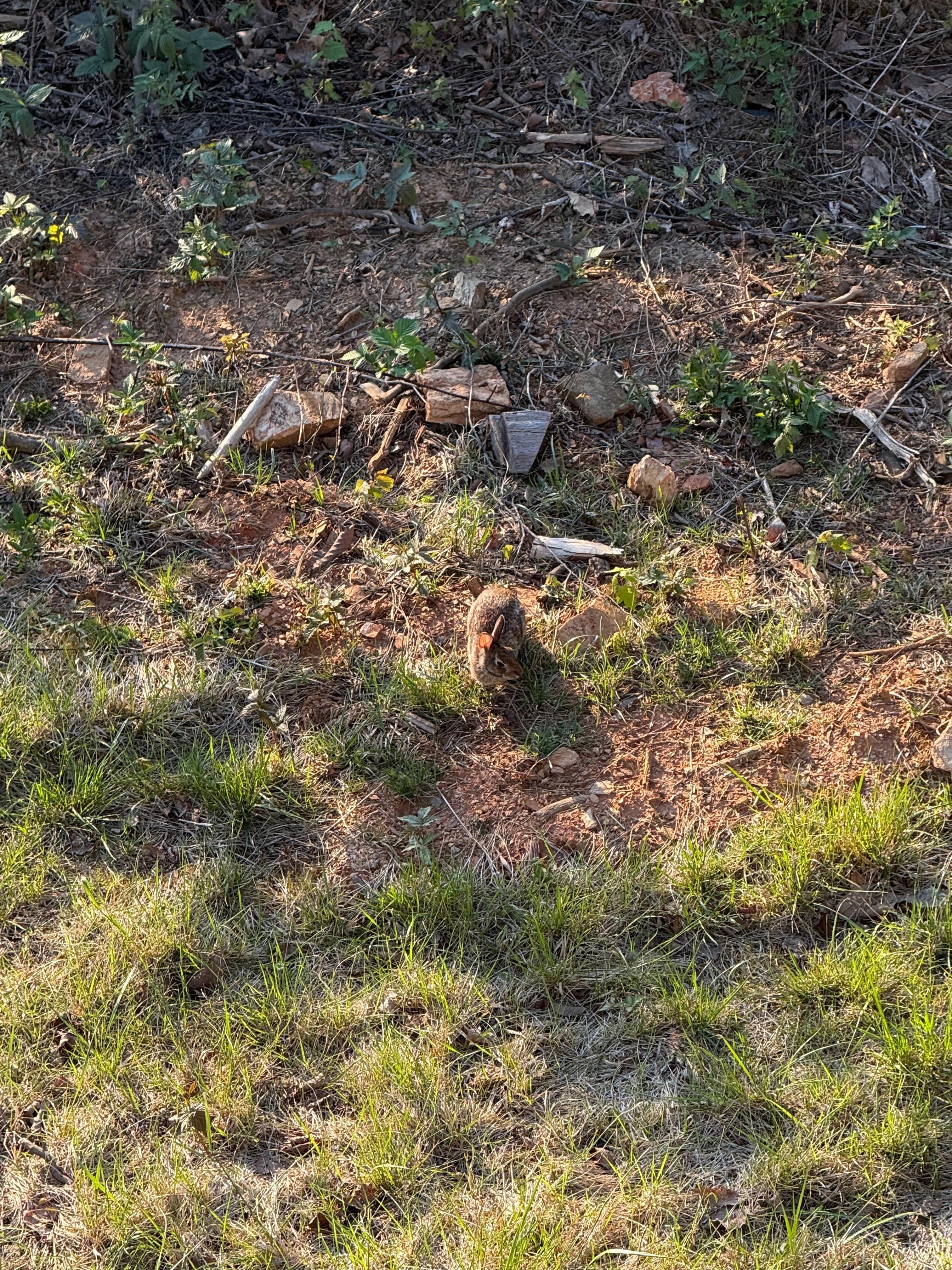 Saw this guy outback on the porch.