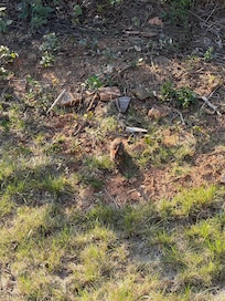 Saw this guy outback on the porch.