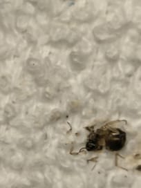 Dead roach from the bathroom.
