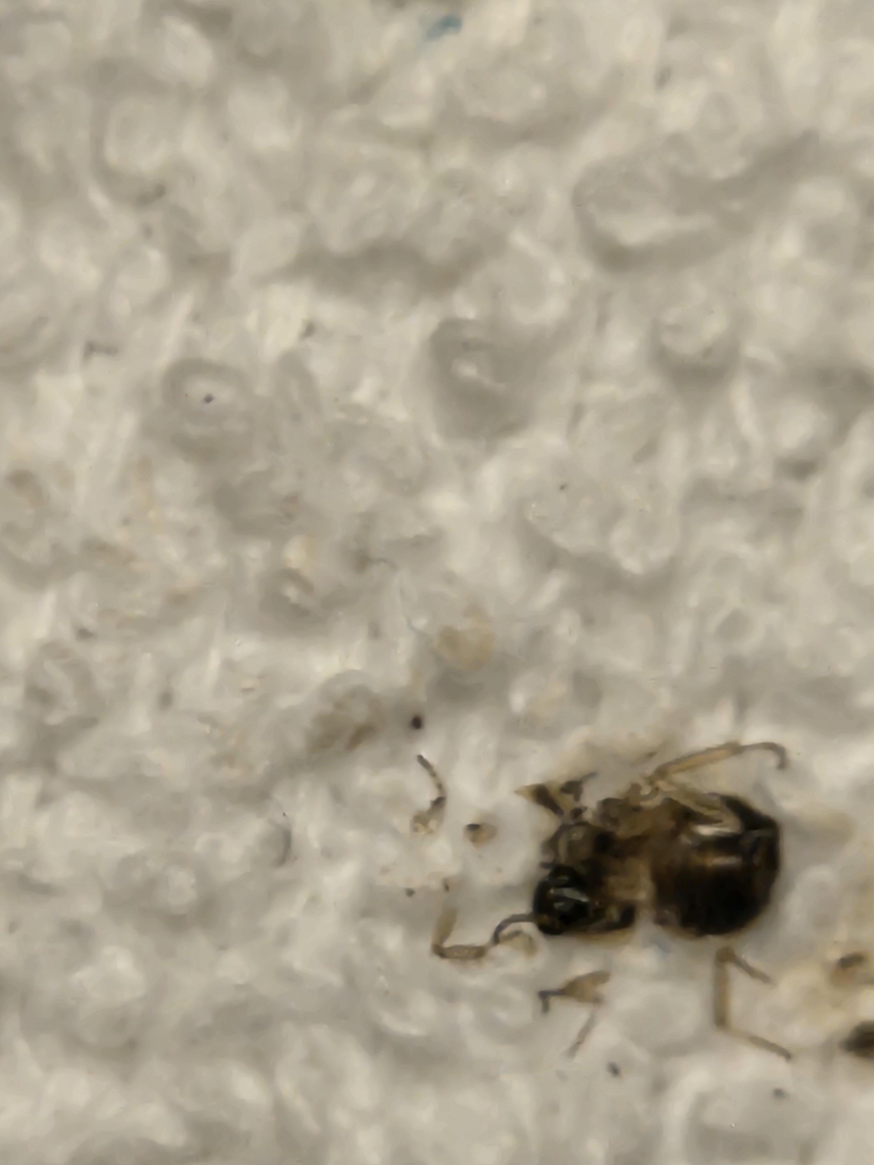Dead roach from the bathroom.