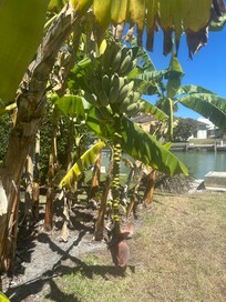 The banana tree in the yard.