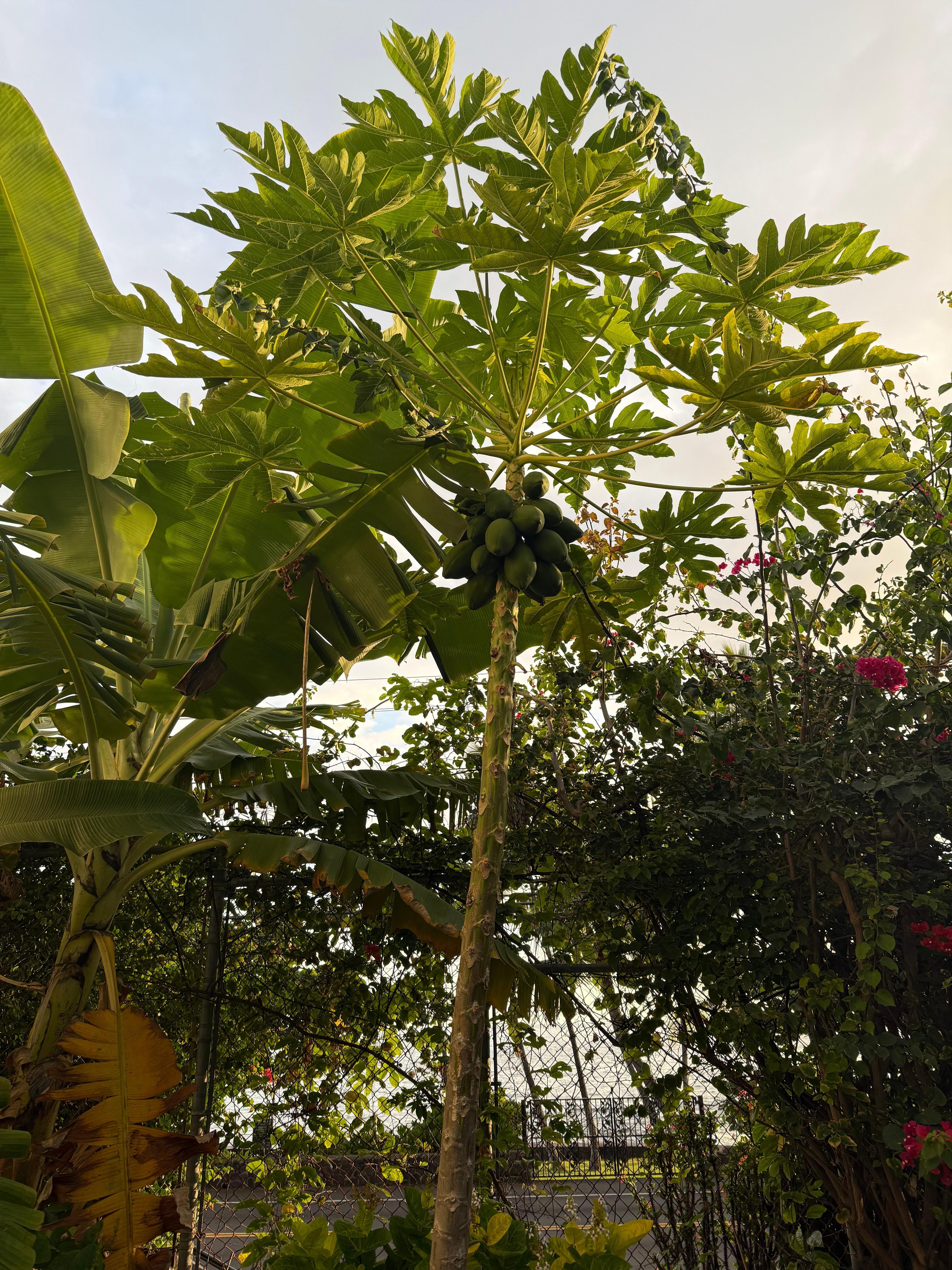 Guava tree near BBQ and pool area