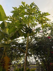Guava tree near BBQ and pool area