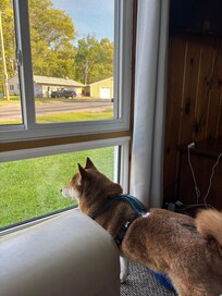 Side Window view