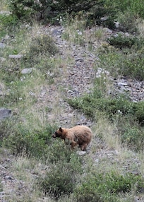Bear we spotted on an afternoon drive!