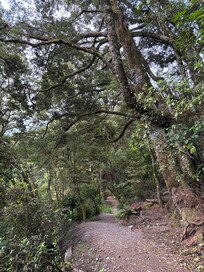 Makarora Bush Walk 5 minutes away