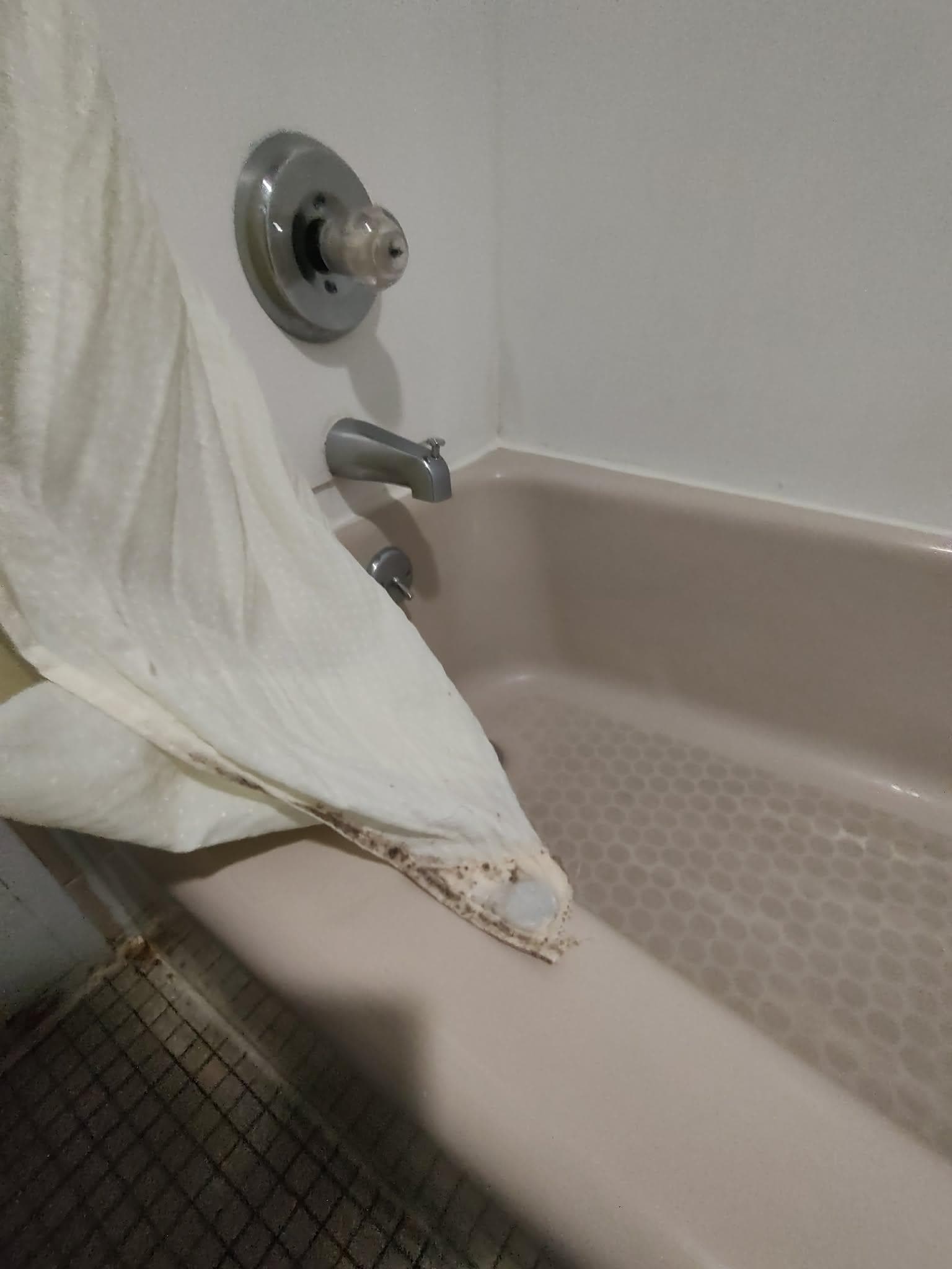 Gross mold all over the shower curtain 