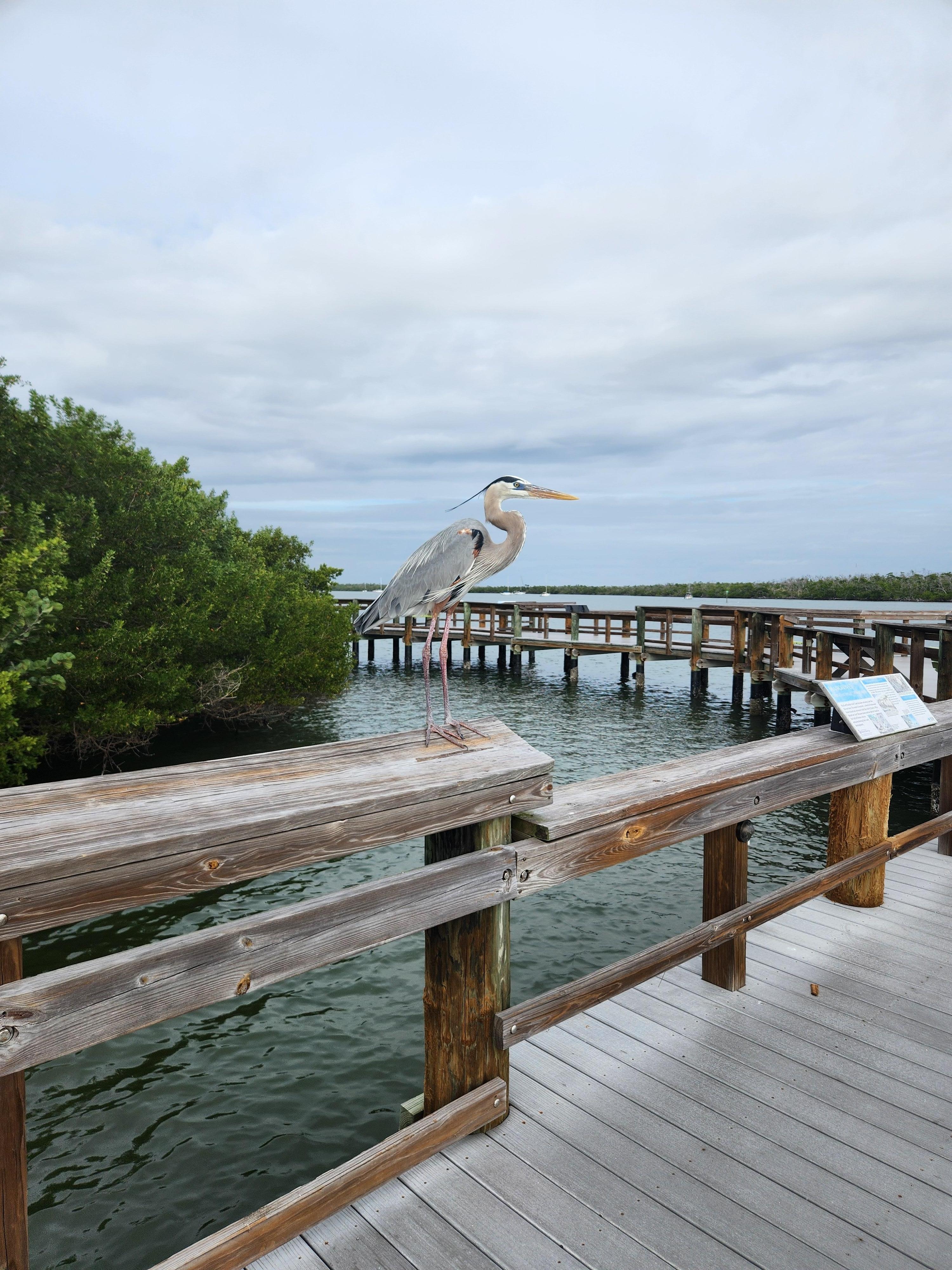 Mound House dock with Herman the Gray Heron