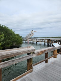 Mound House dock with Herman the Gray Heron