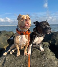 Smooshie and Snoopy on the beach just out from the property.
