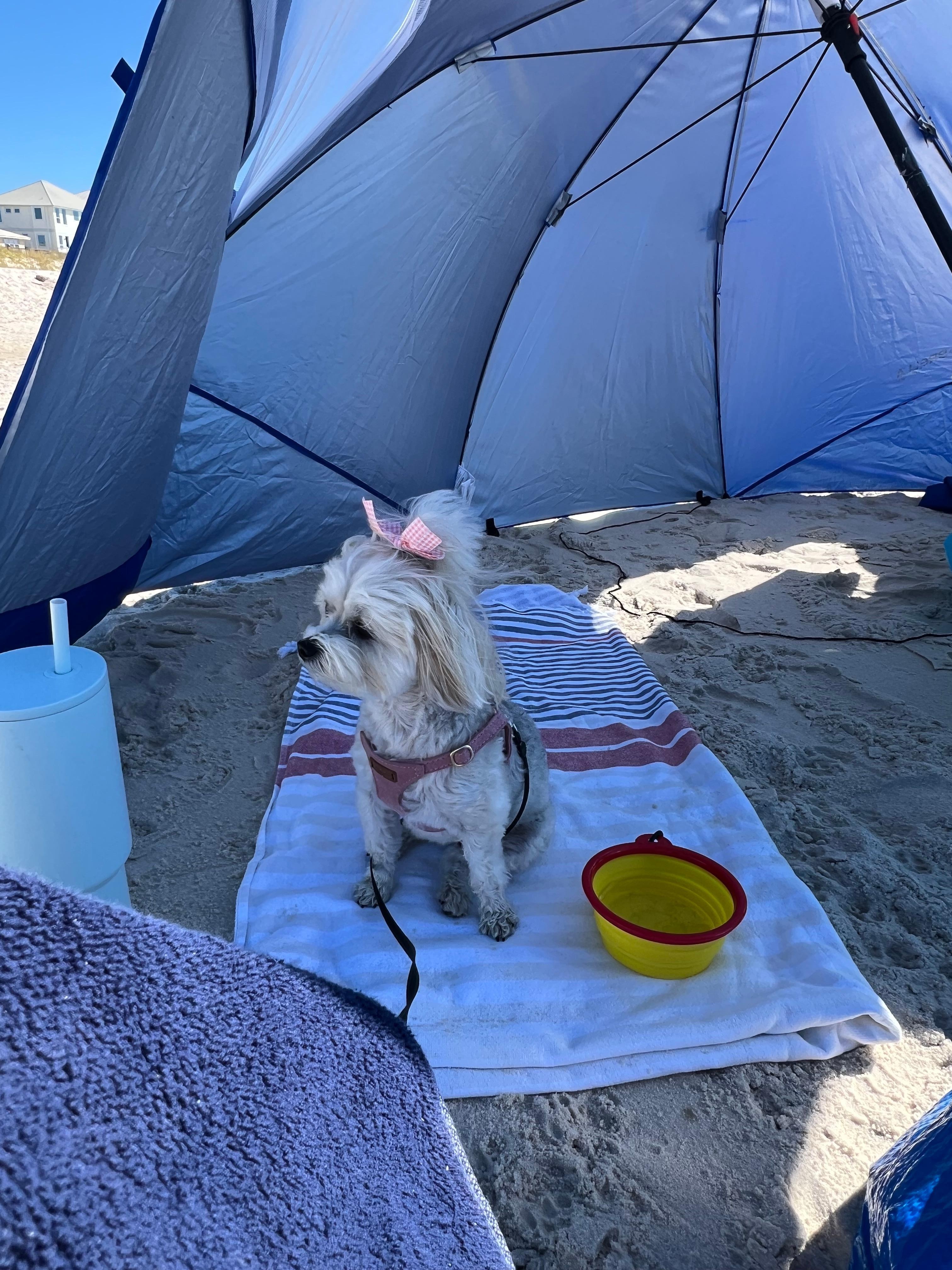 The umbrella was perfect for Trixi. 