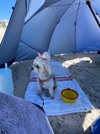 The umbrella was perfect for Trixi.
