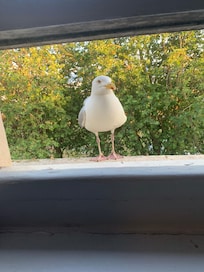 Don’t leave the windows open too wide or this xx rely fella will visit you