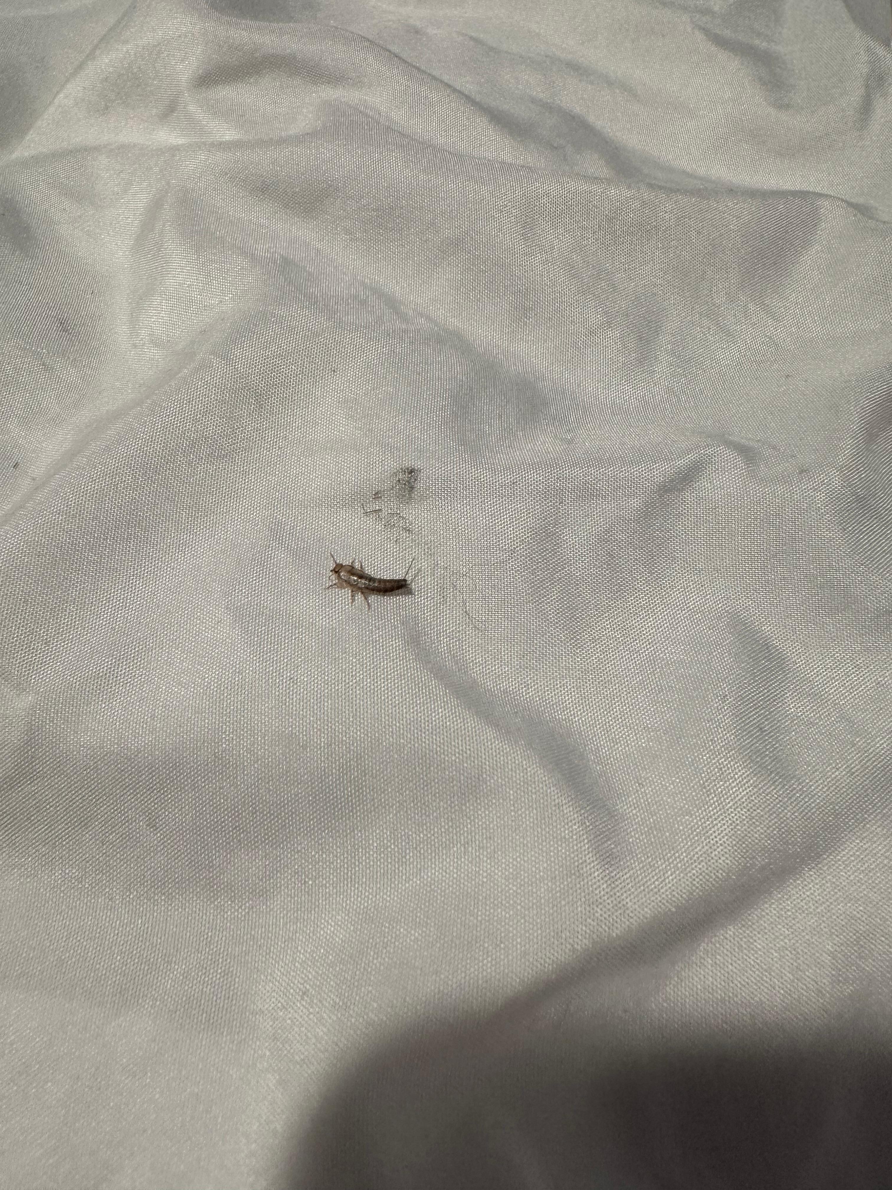 I wish I was met with more understanding from the Inn. However it was a nice room but after our stay I would not recommend. Also here are the pictures of the bug on our pillow 