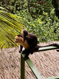 Capuchin and Baby on balcony