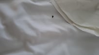 Roaches in bed