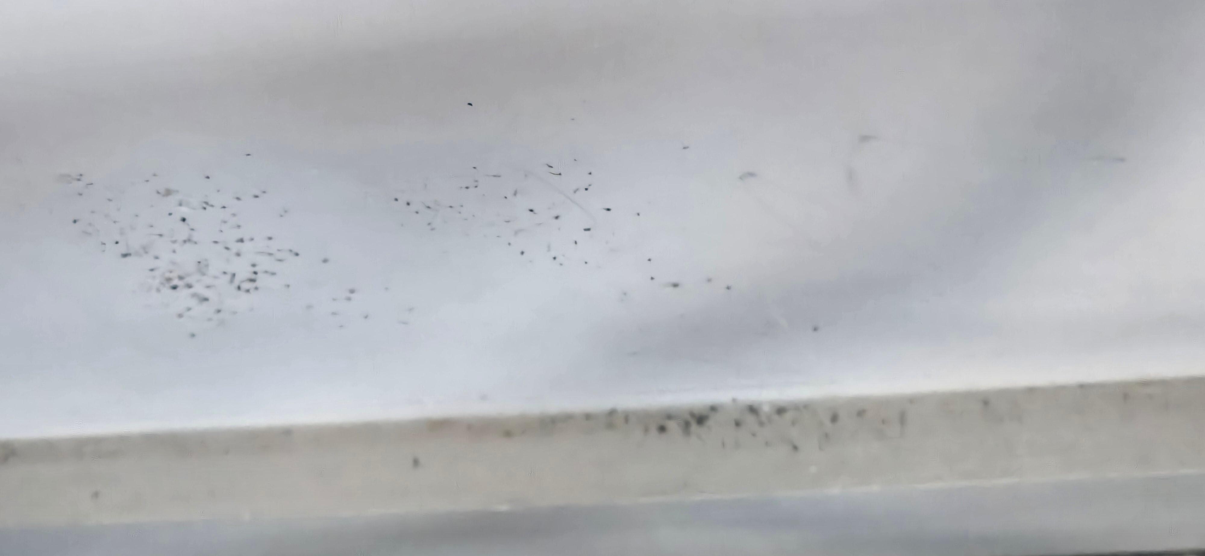 Mold on baseboards