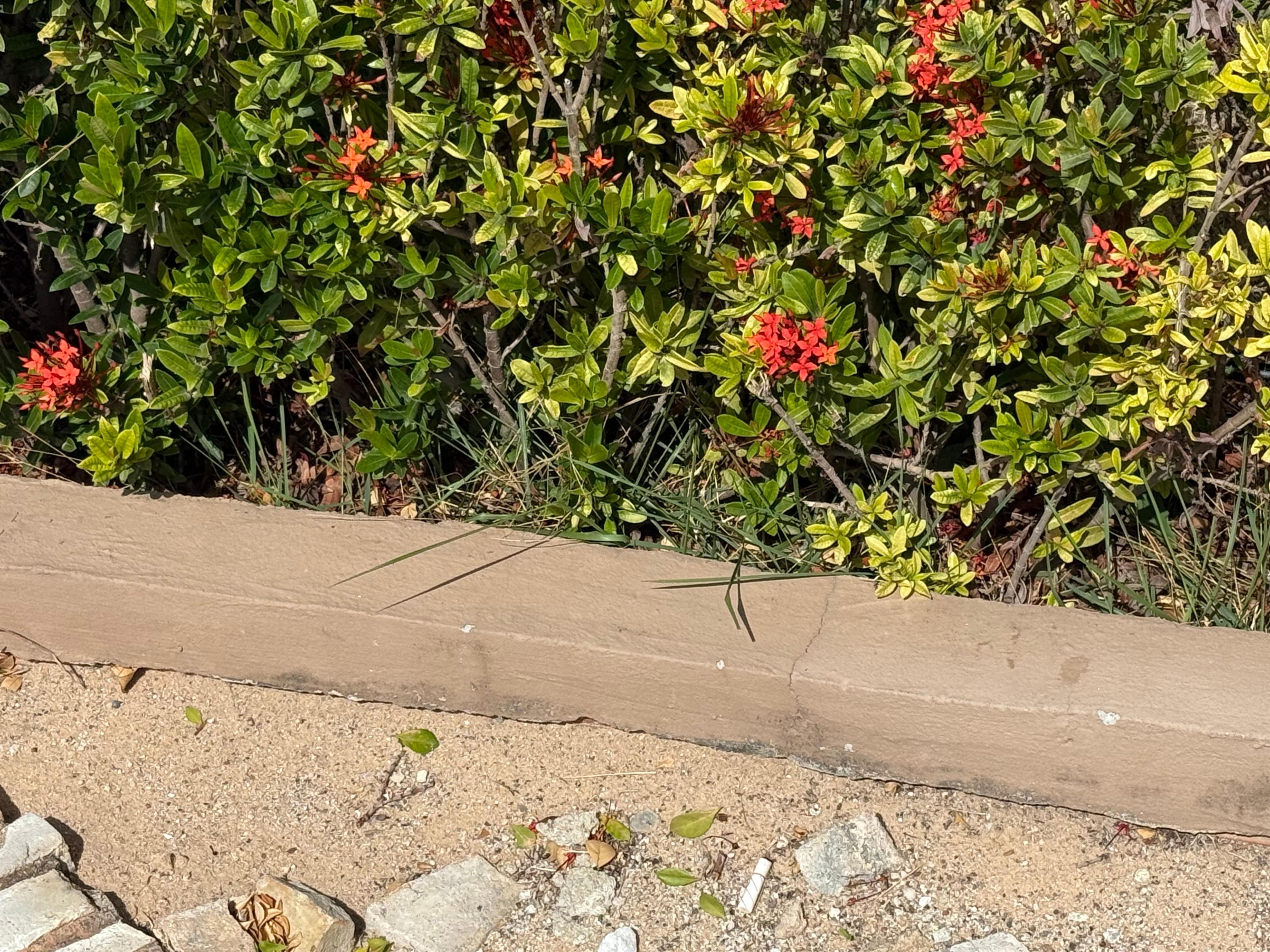 Communal areas accessible to pets