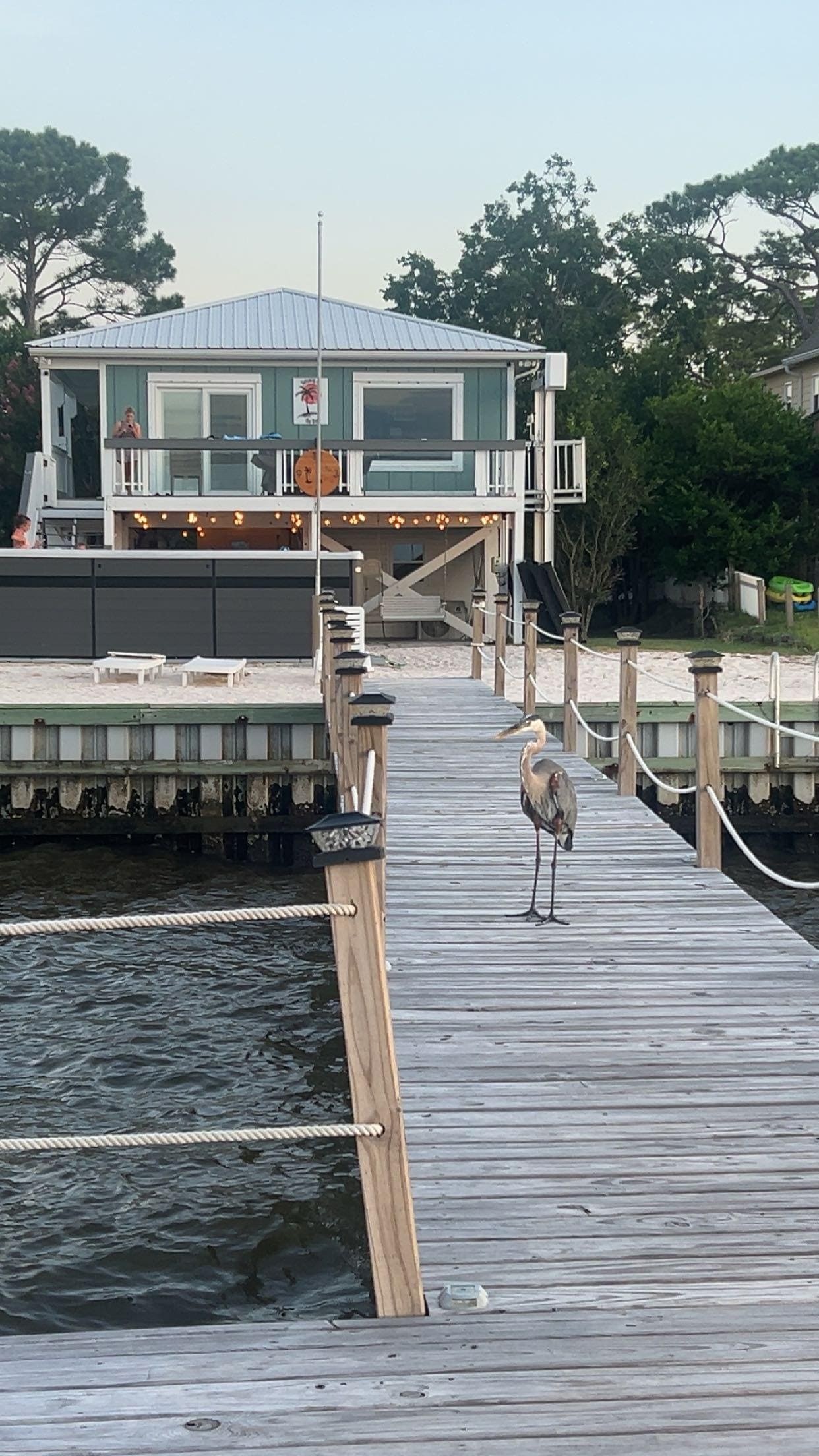 The bird on the pier!
