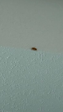 Roaches every where