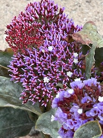 Beautiful plants on the grounds