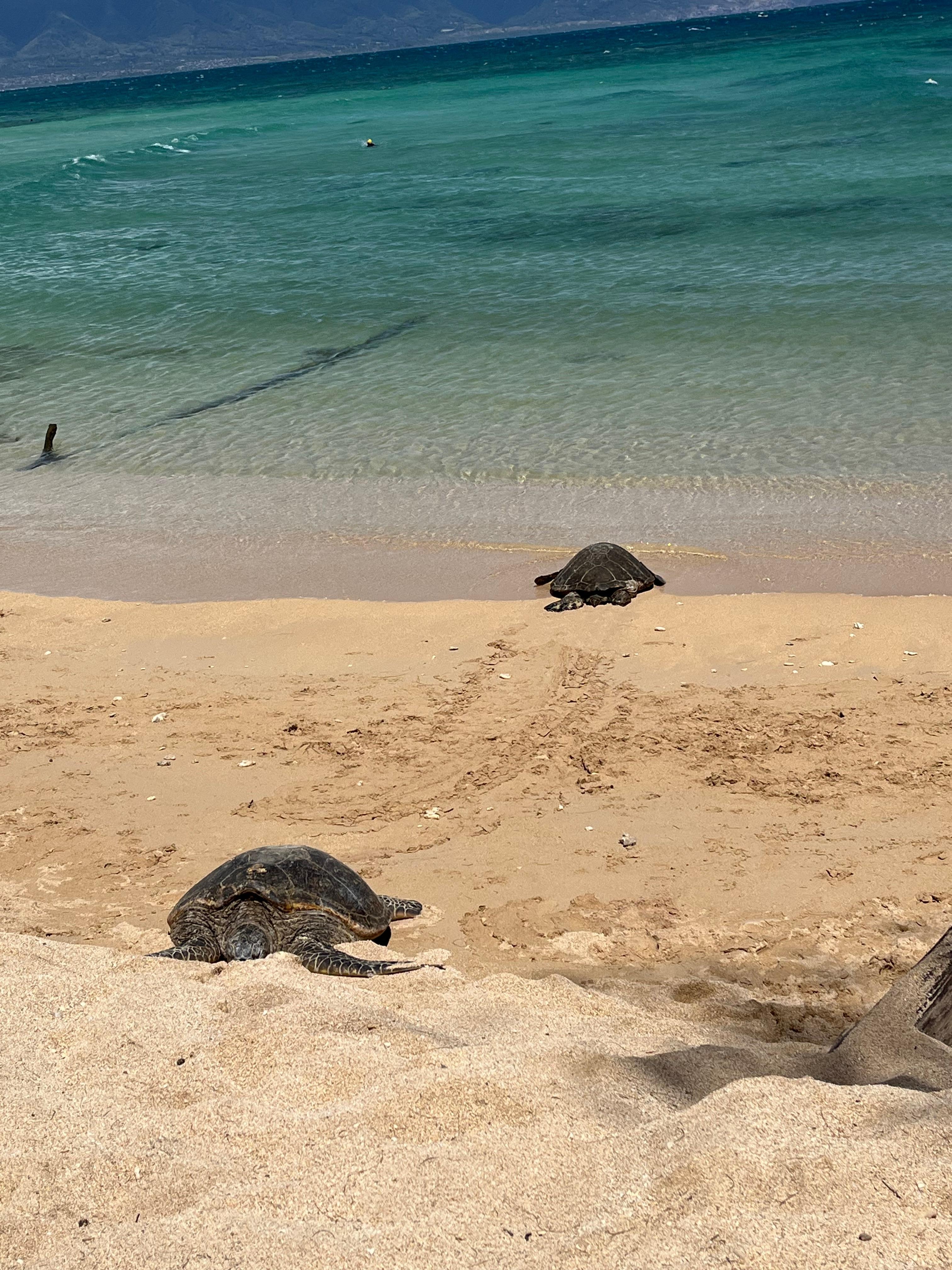 We saw sea turtles at the beach, about  a 20 minute walk from the cottage.