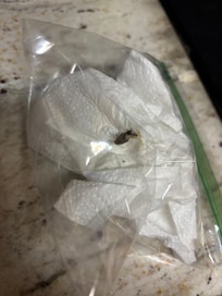 One of several roaches killed