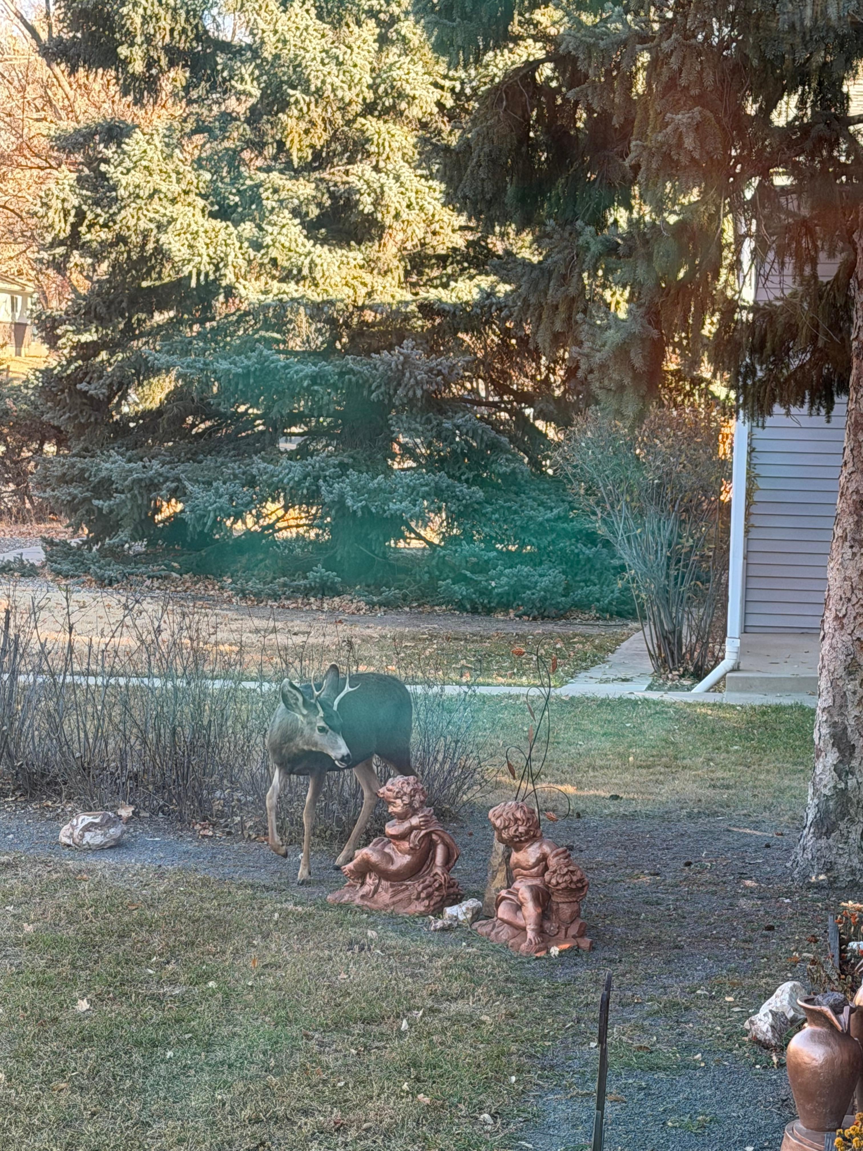 Young deer in the front yard. 