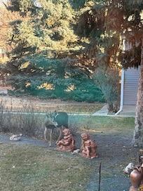 Young deer in the front yard.