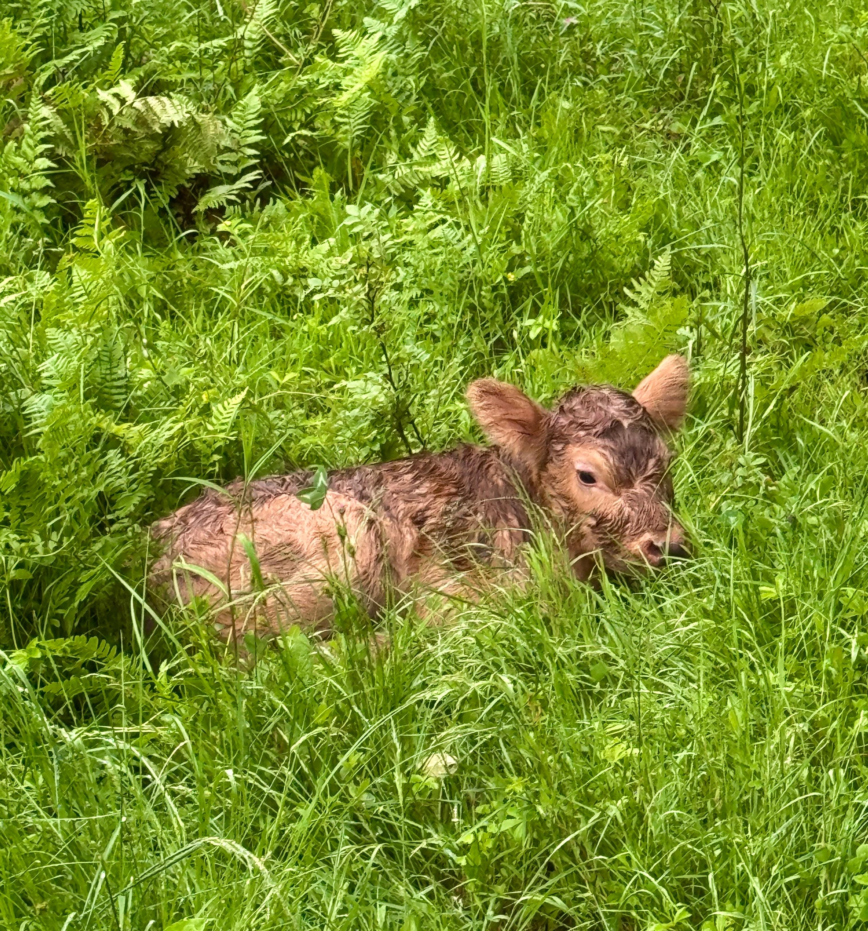 A baby calf was born during our stay 