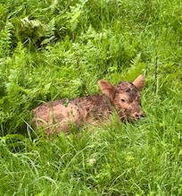 A baby calf was born during our stay