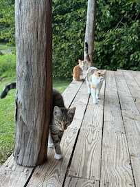 Porch cats