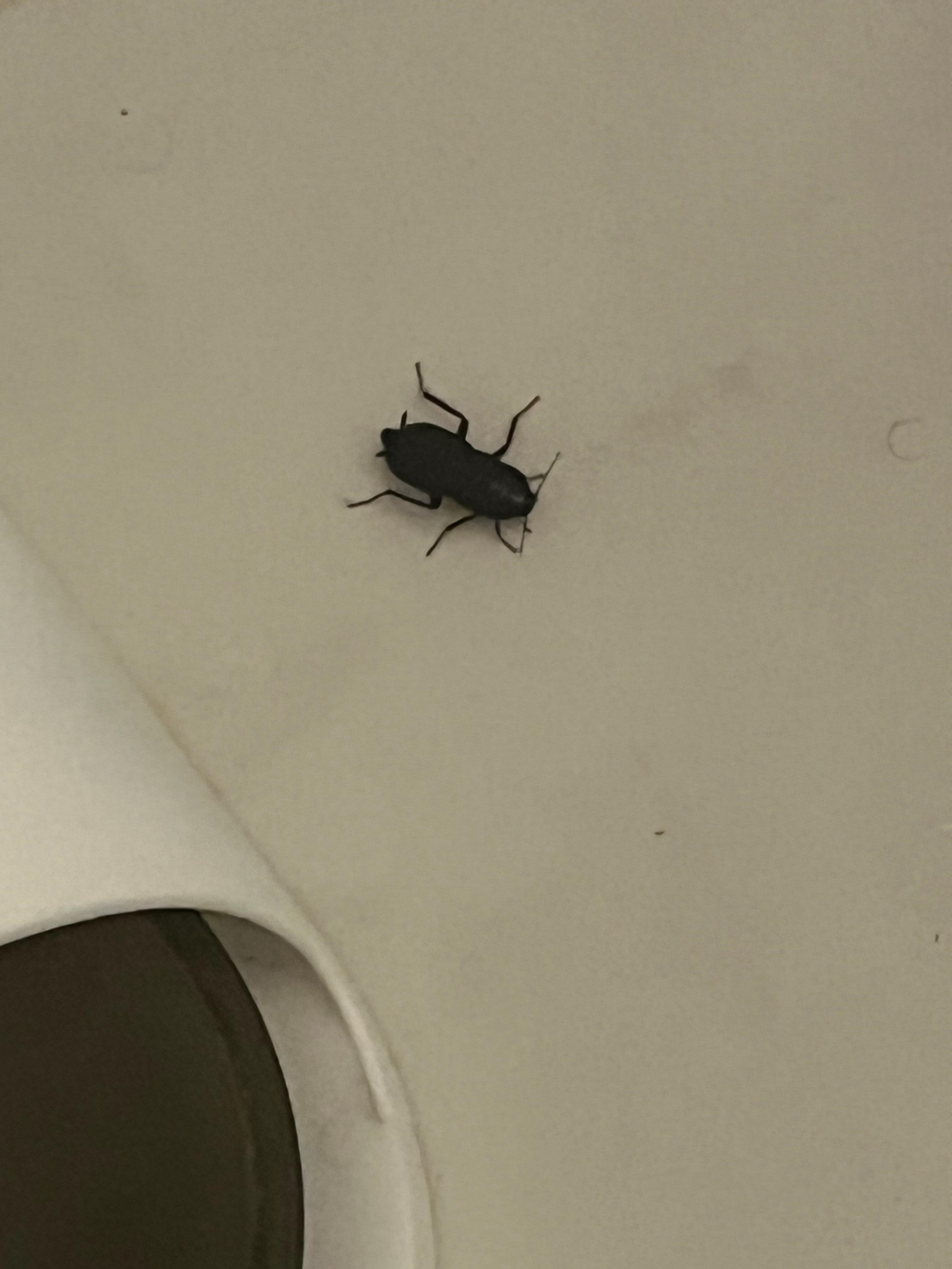 Roach in the bathroom