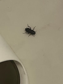 Roach in the bathroom