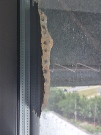 This was outside a window at the hotel.