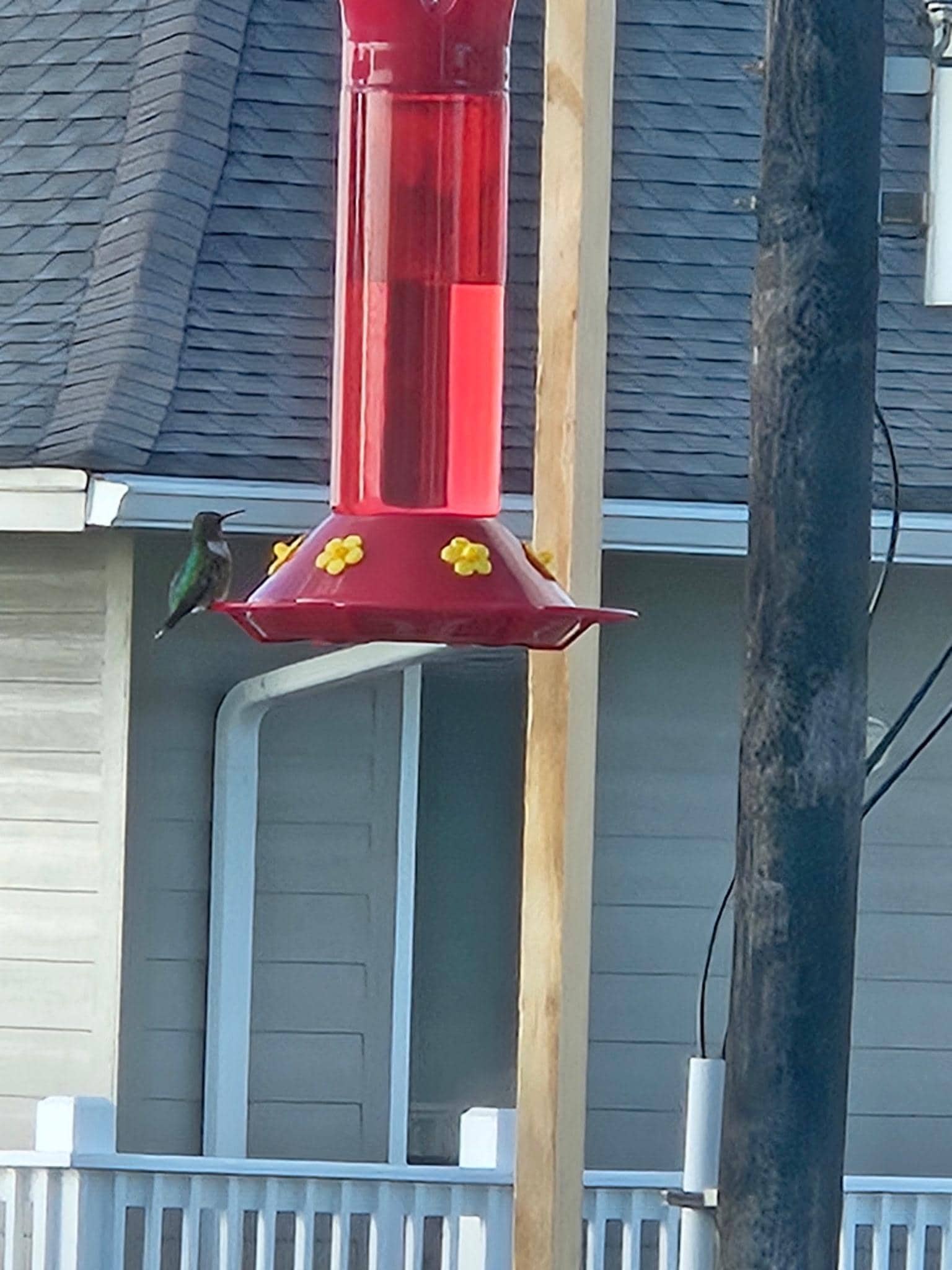 Hummingbird on the front balcony 