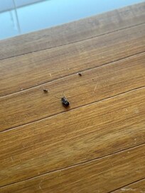 Pest control issues throughout the house.