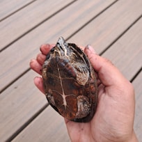 Musk turtle on lake-house dock