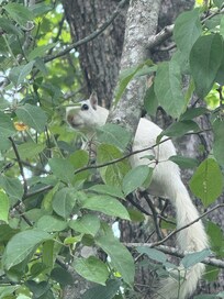 White squirrel in front tree