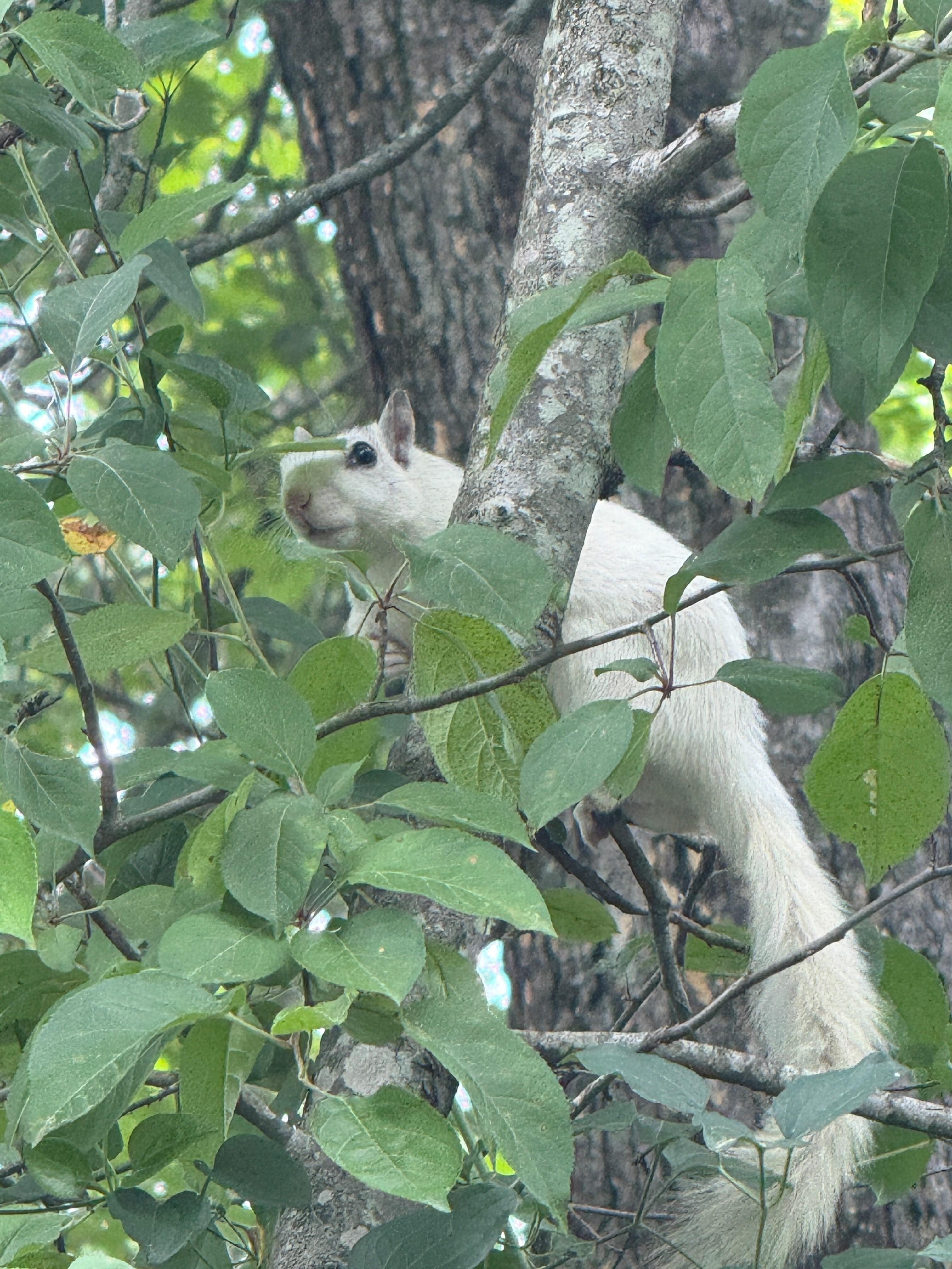White squirrel in front tree