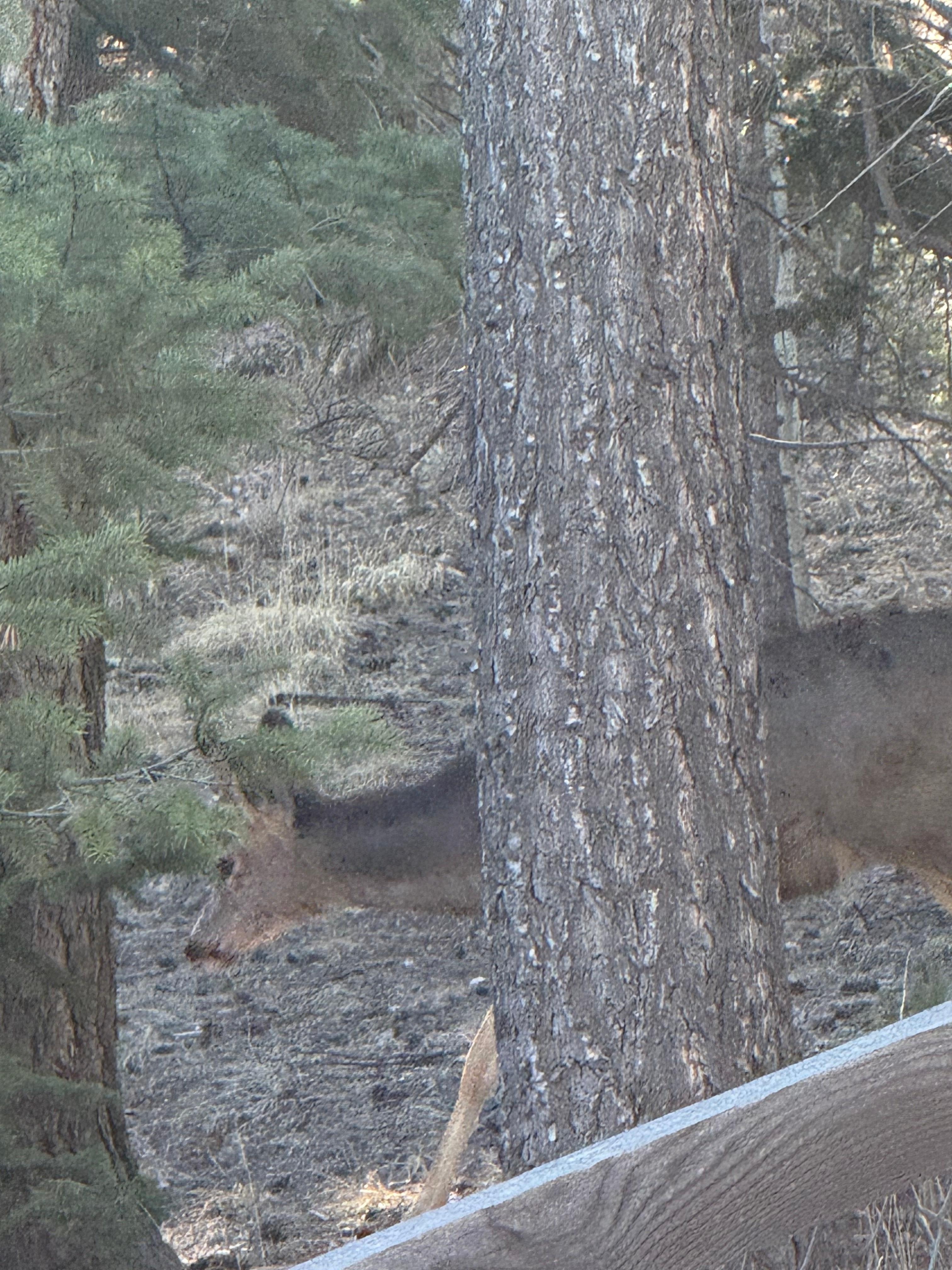 We saw many deer roaming the property