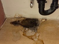 Black mold in unit #12