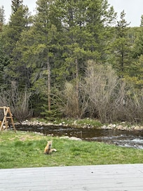 View from the back porch. Loved hearing that river run and that sweet fox visitor!