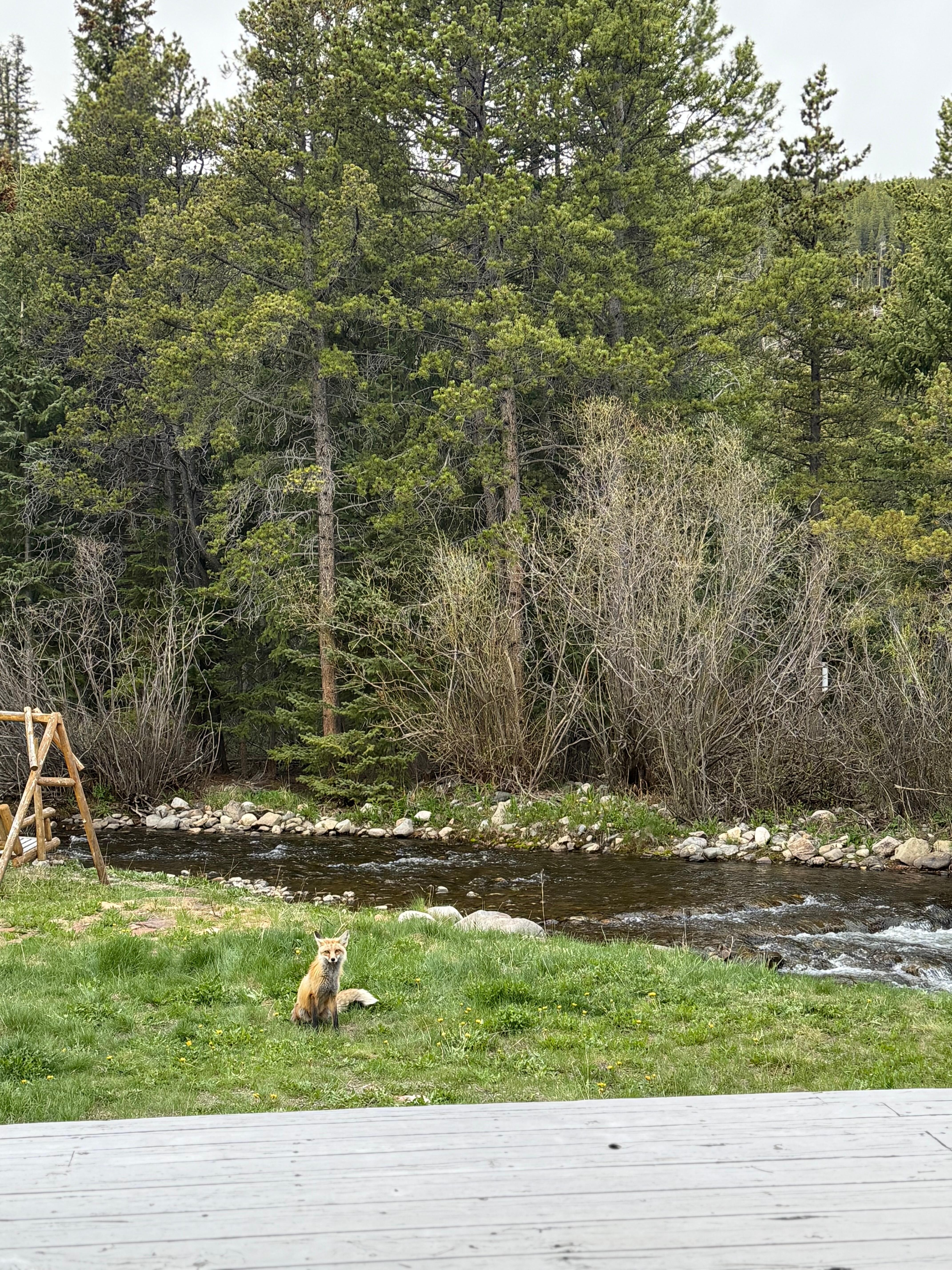 View from the back porch. Loved hearing that river run and that sweet fox visitor!