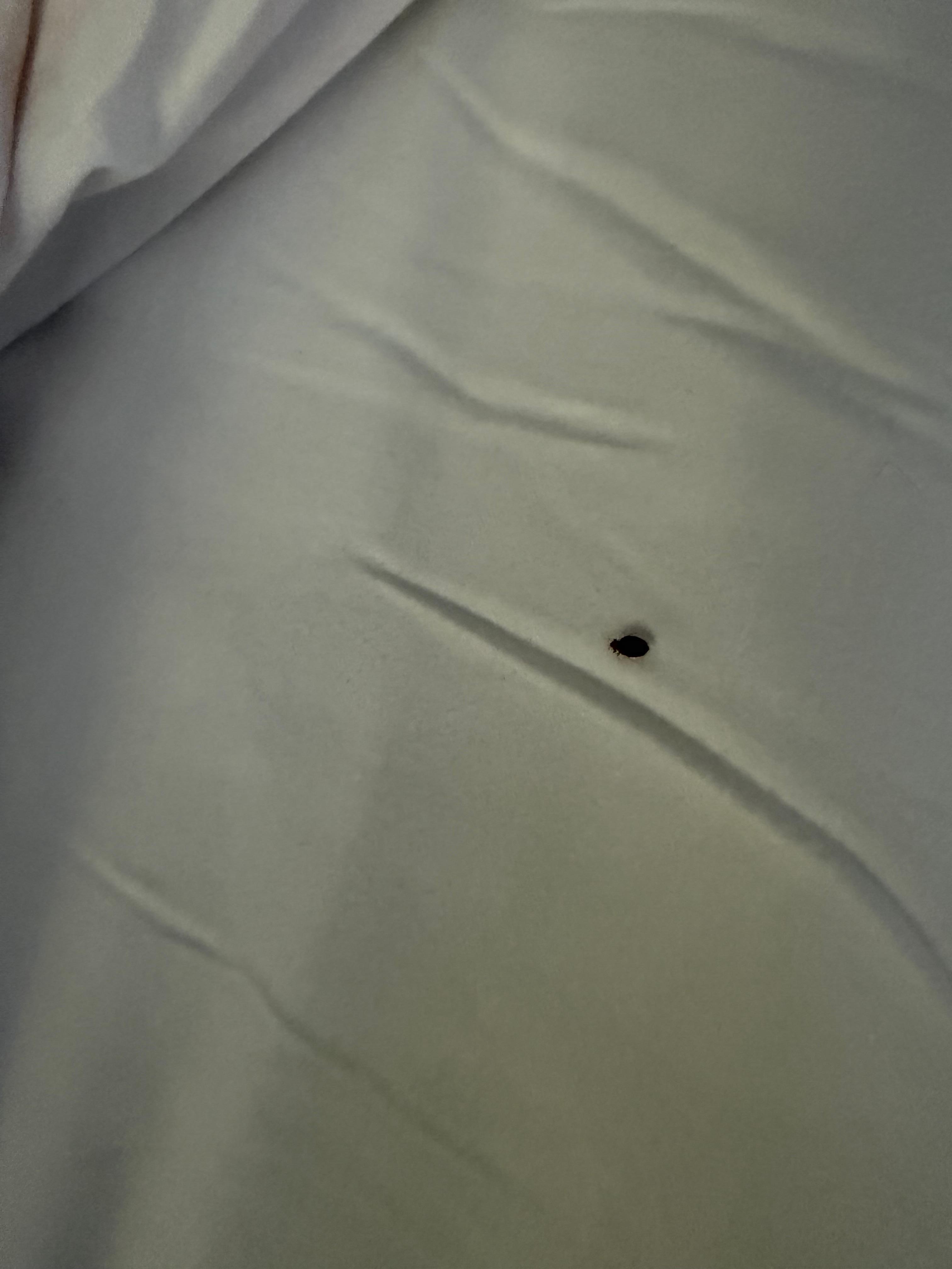 Bed bug!